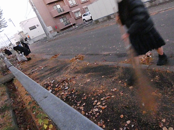 落ち葉拾いボランティア(2024.11.22掲載)